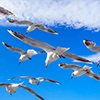 Flying flock of white seagulls with colorful blue sky background