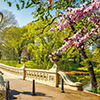 Bow bridge in park at spring sunny day