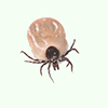 close up of a tick on light background