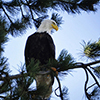 Bald eagle on pine tree - bright blue background
