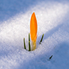 yellow flower bud growing in snowy ground